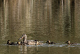 Australasian Shoveler
