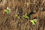 Budgerigar