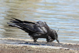 crows_ravens