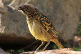 Western Bowerbird