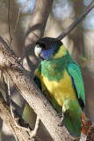 Australian (Pt Lincoln) Ringneck