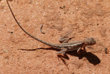 Australian Reptiles