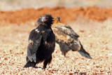 Wedge-tailed Eagle