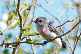 Mistletoebird