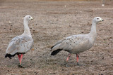 swans_geese
