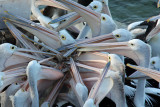 Australian Pelican 