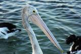 Australian Pelican 