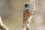 White-browed Woodswallow