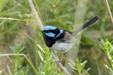 Superb Fairy-wren