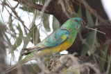 Red-rumped Parrot