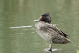 Freckled Duck