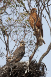 Brown Falcon