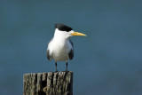 Crested Tern