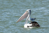 Australian Pelican & Silver Gull