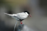 Whiskered Tern