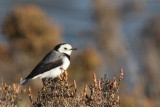 White-fronted Chat