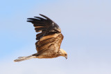 Whistling Kite