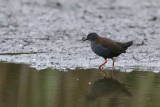 Spotless Crake