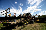 Feeding the threshing machine 