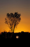 Tree Silhouette 