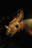 Ceratopsid