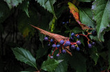 Leaves and Berries 