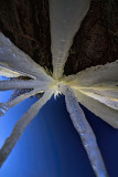 Icicle Looking Up