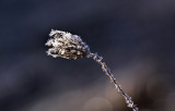 Frost and Bokeh 