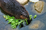 Beaver Snack 