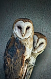 Barn Owls 