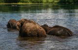 Elephant Swim 