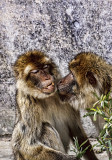 Snow Monkeys 