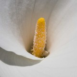 img_4508.jpg Arum Lily - Lanhydrock House -  A Santillo 2013