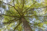 CRW_01133.jpg Tree canopy Raddick Plantation Dartmoor -   A Santillo 2004