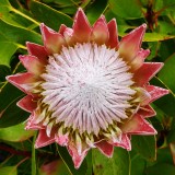 CRW_01621b.jpg King Protea (Protea cynaroides) Western Cape South Africa - Tresco Abbey Gardens -  A. Santillo 2004