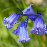 IMG_3910a.jpg Bluebells - The Lost Gardens of Heligan -  A Santillo 2012