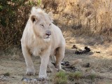 Rhino & Lion Park