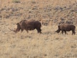 Rhino & Lion Park