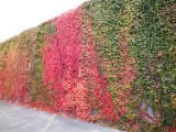 The wall in the Fall