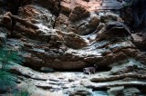 Cliff Climbing