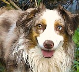 Buddy the Canyon Dog Chapter 2