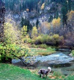 Buddy the Canyon Dog Chapter 10