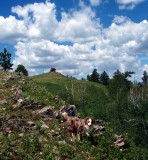 Fire Lookout