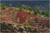 DSC 1141 volcanic lava regrowth