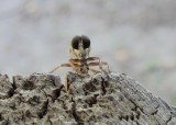 Fly on the fence.