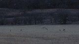 Deer March 14, 2014