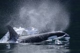 Orca whale