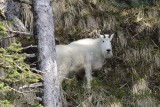 Mountain goat