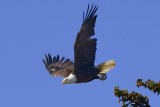 Bald eagle
