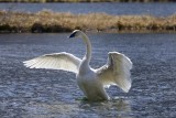 Tundra swan
